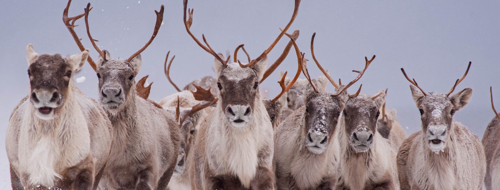 Horde de caribous
